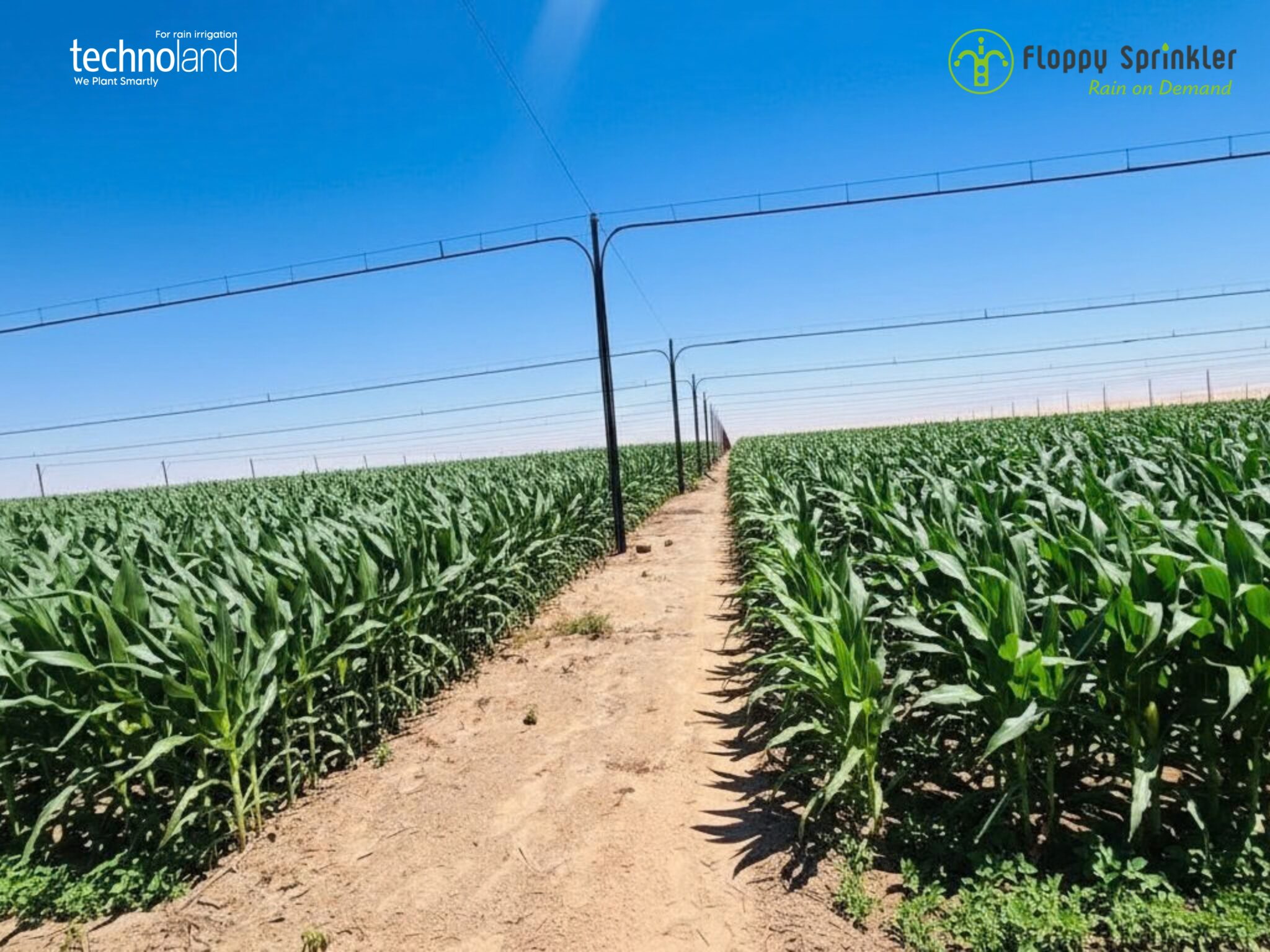 تصميم بدون عنوان - 1