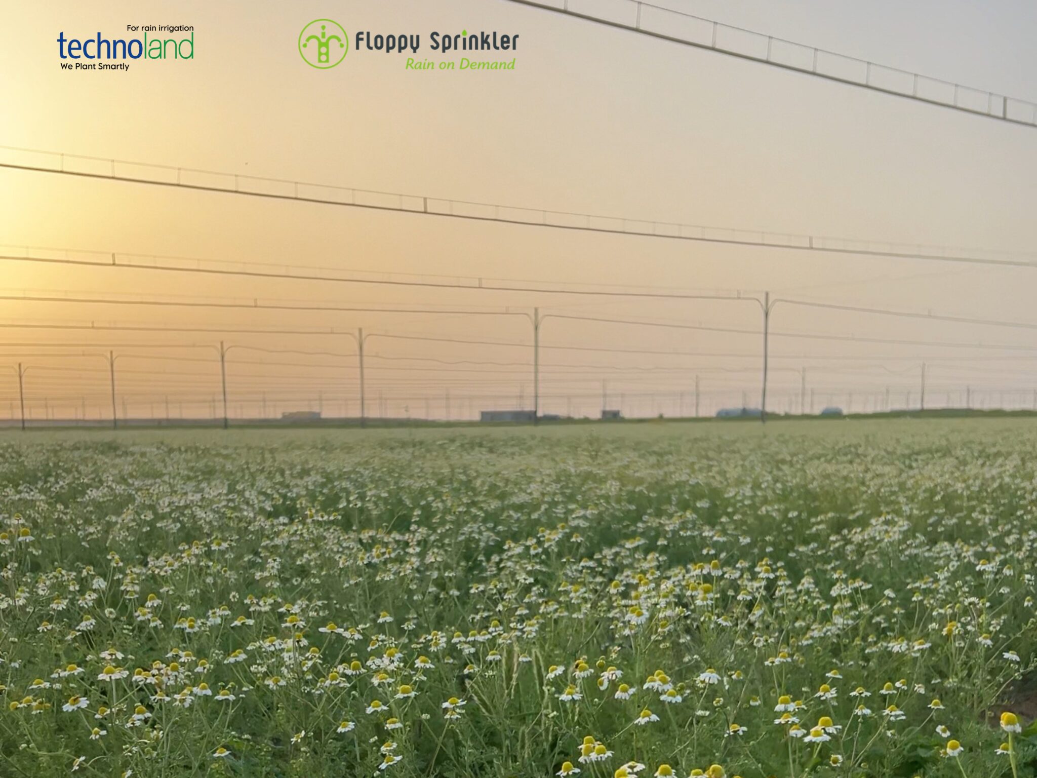 تصميم بدون عنوان - 1