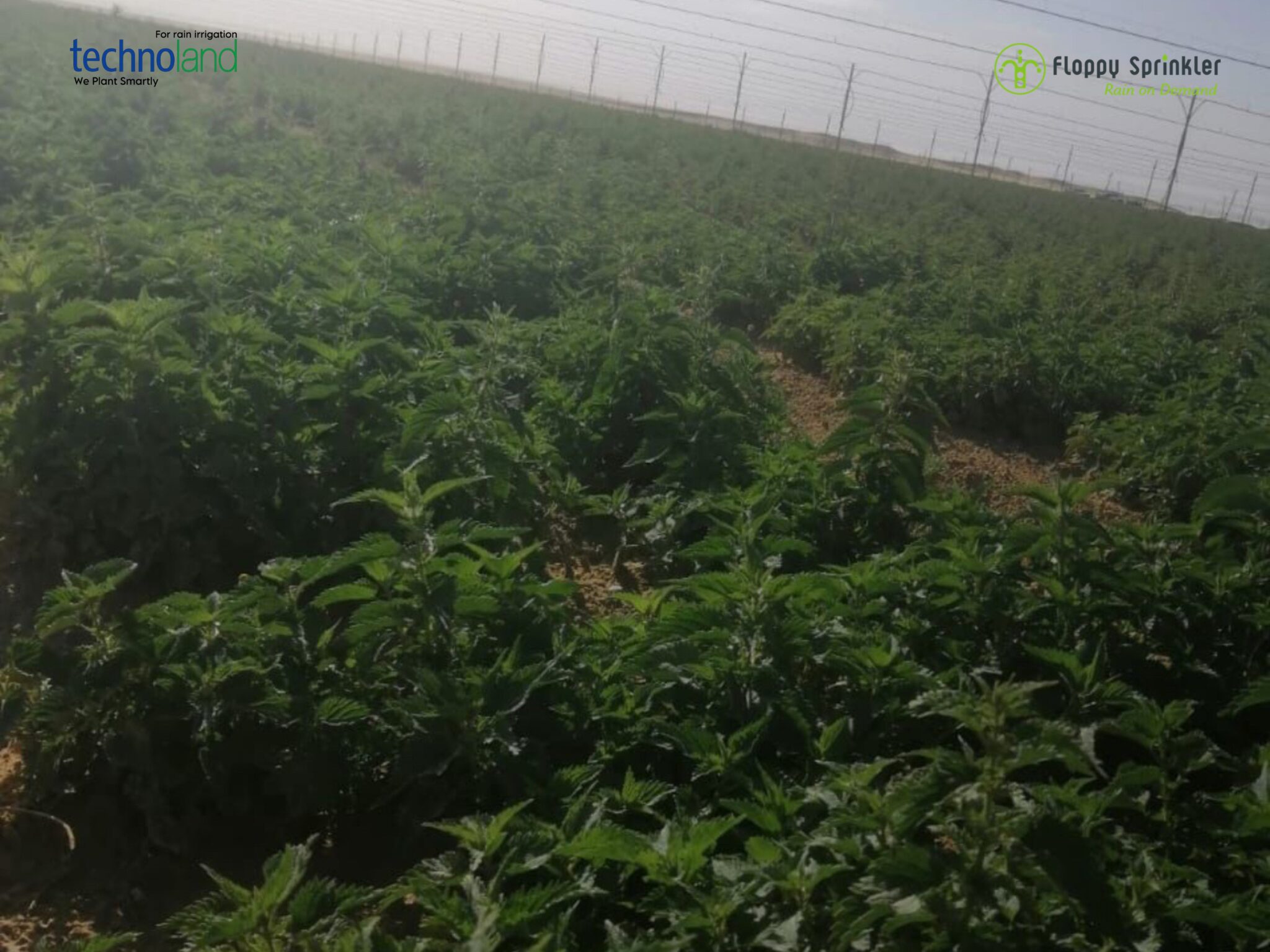 تصميم بدون عنوان - 1