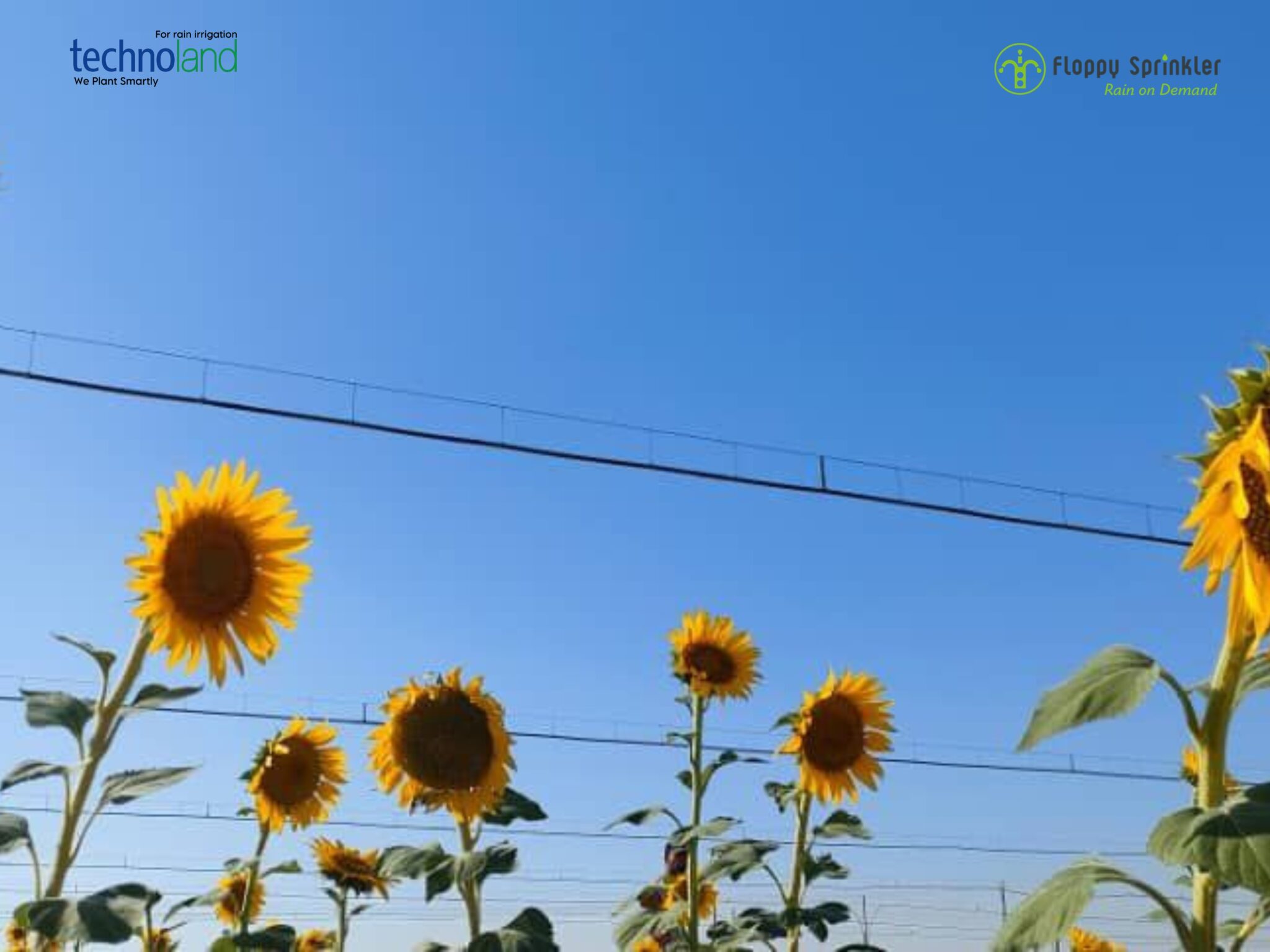 تصميم بدون عنوان - 1