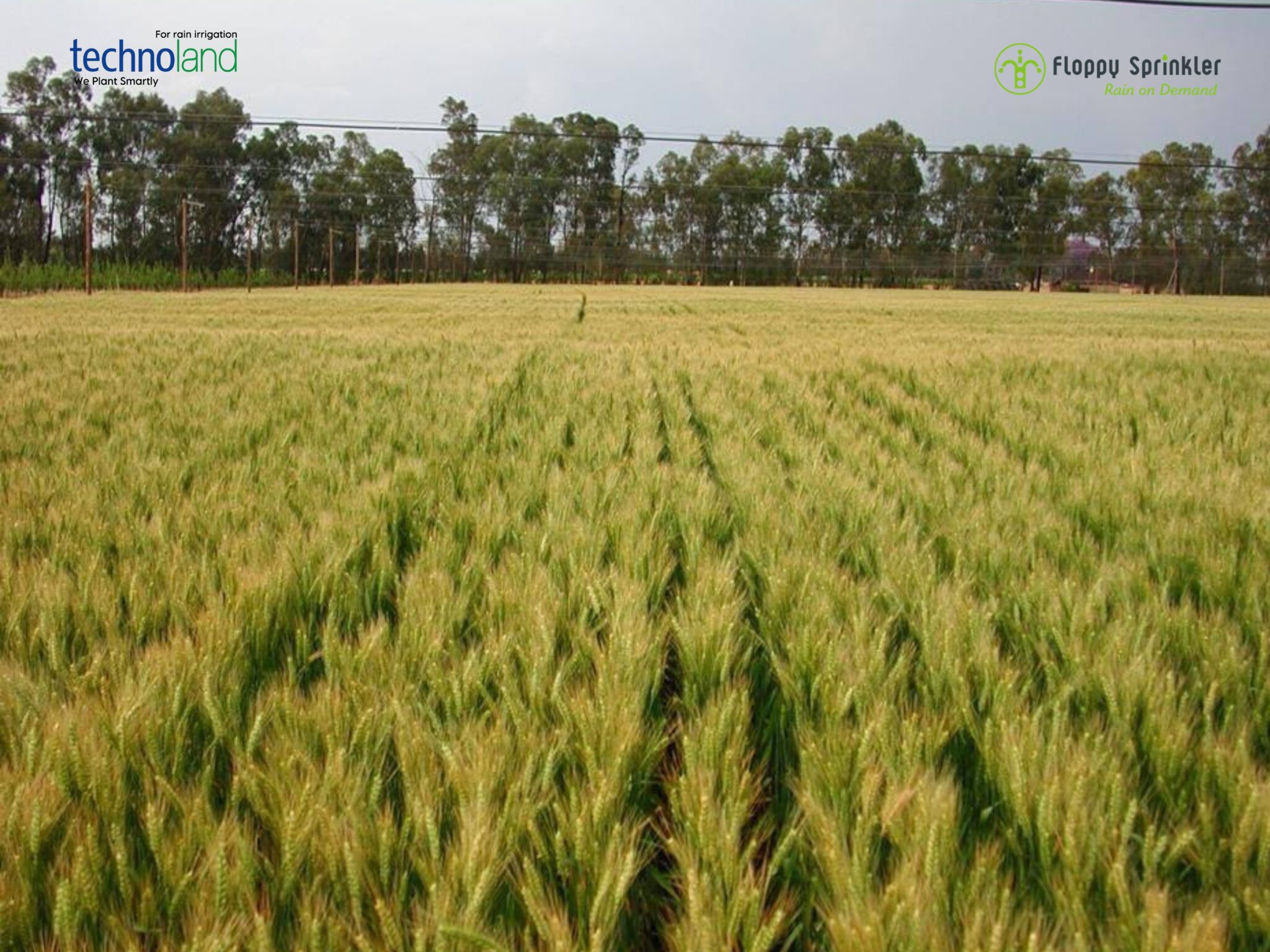 تصميم بدون عنوان - 1