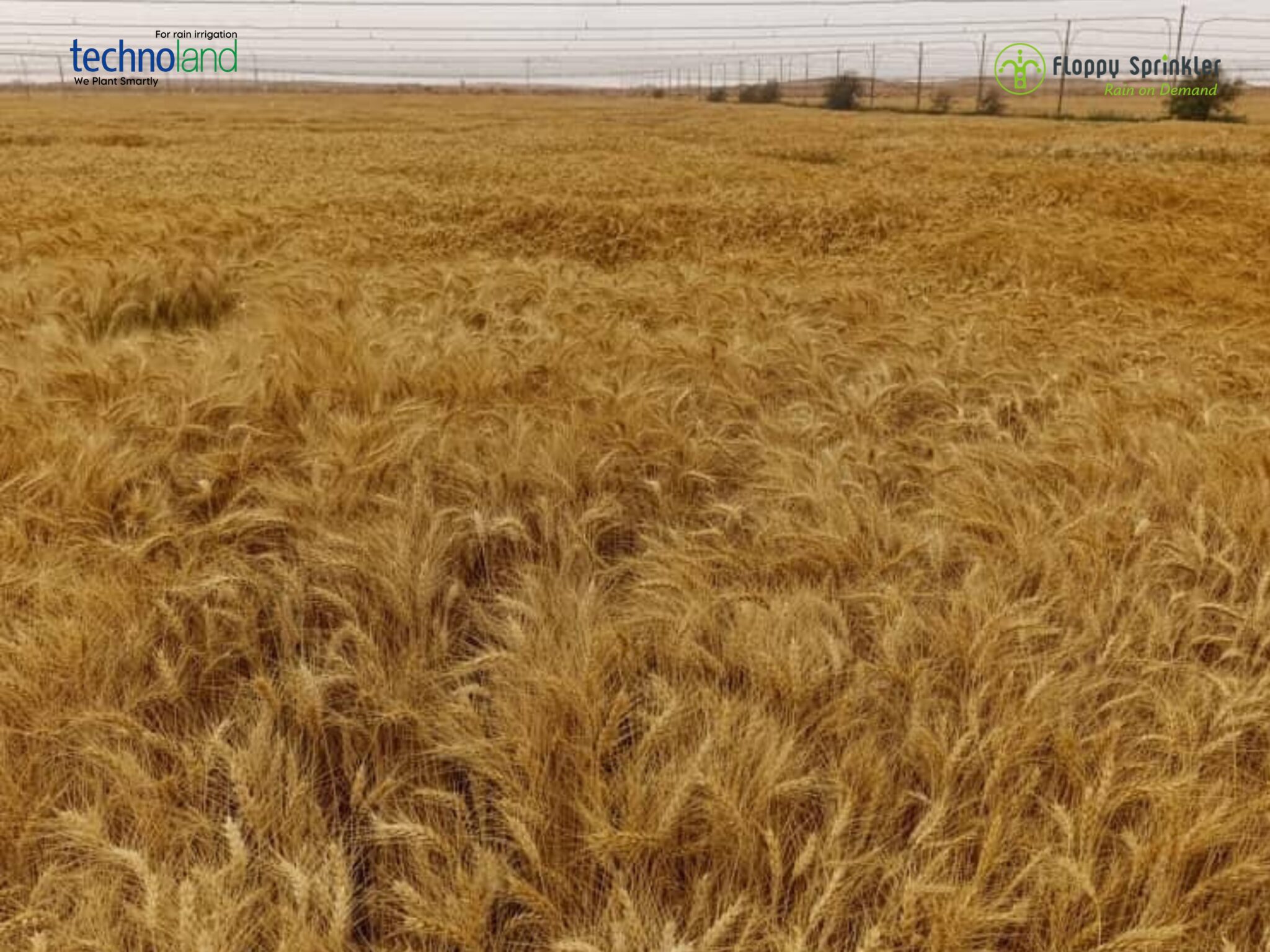 تصميم بدون عنوان - 1