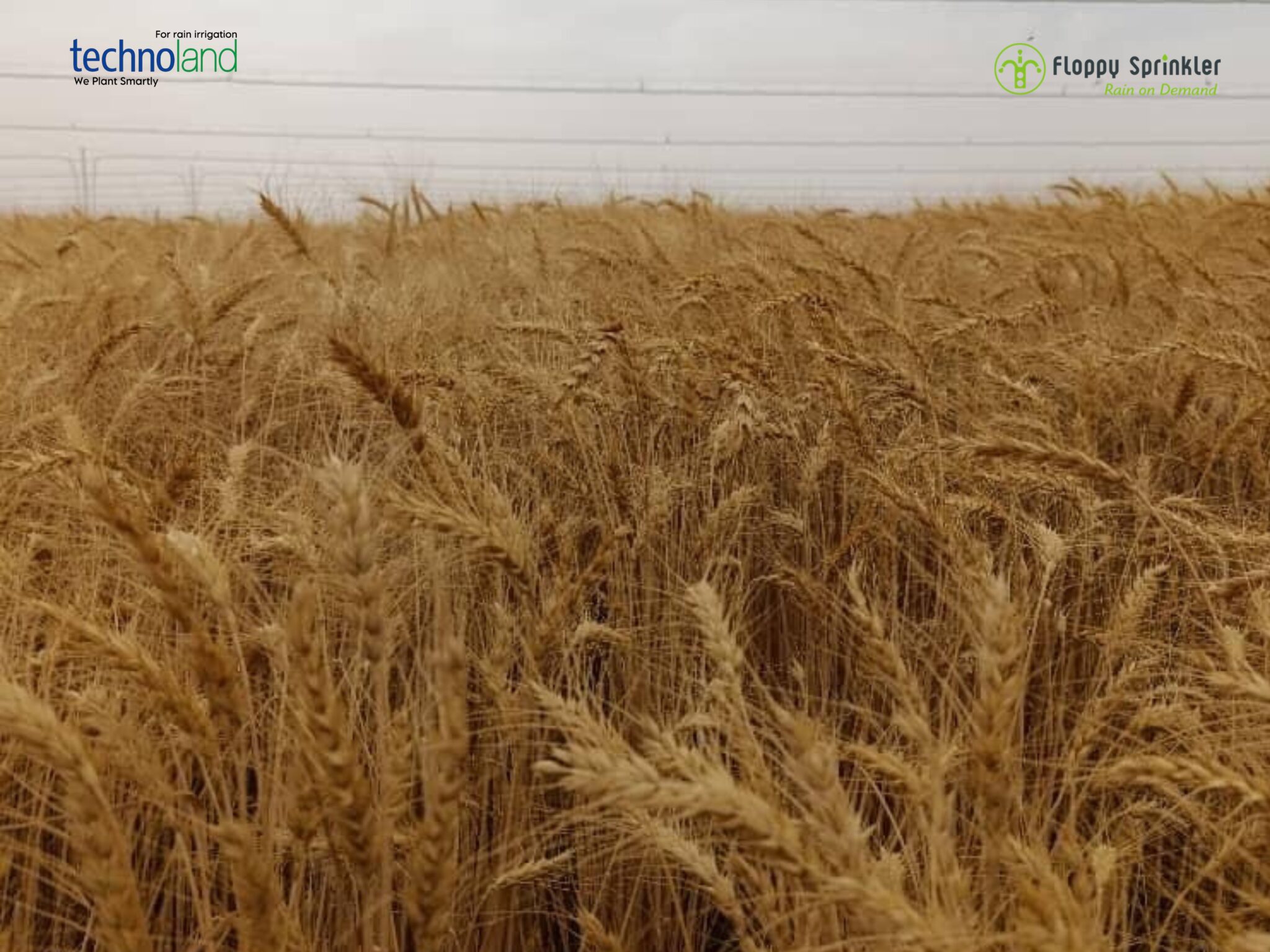 تصميم بدون عنوان - 1