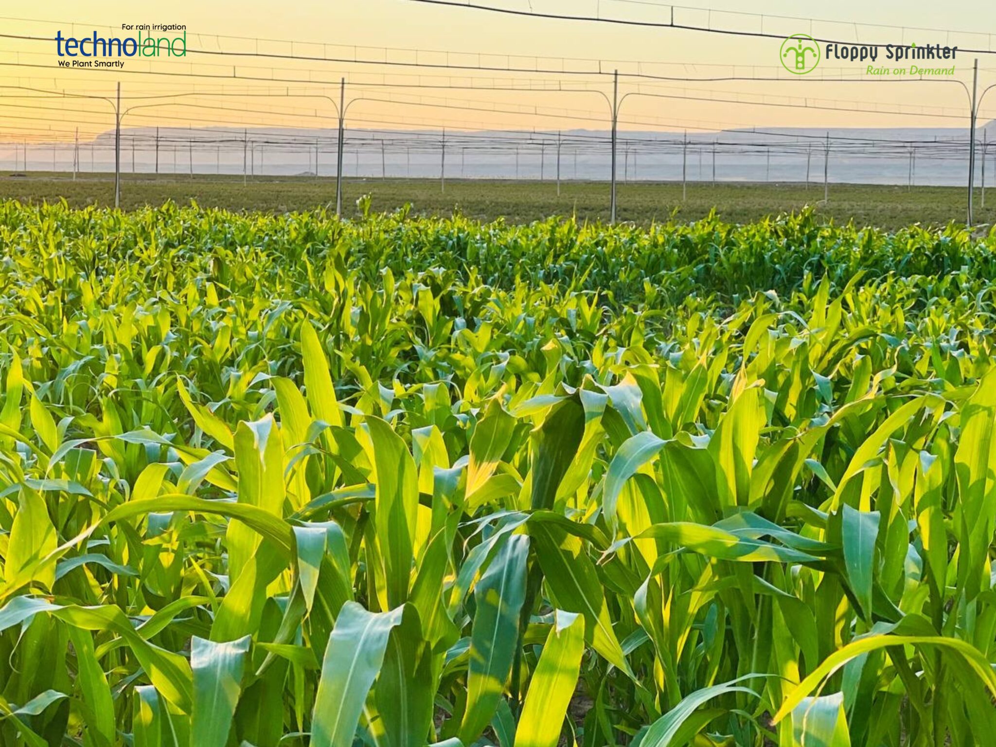 تصميم بدون عنوان - 1